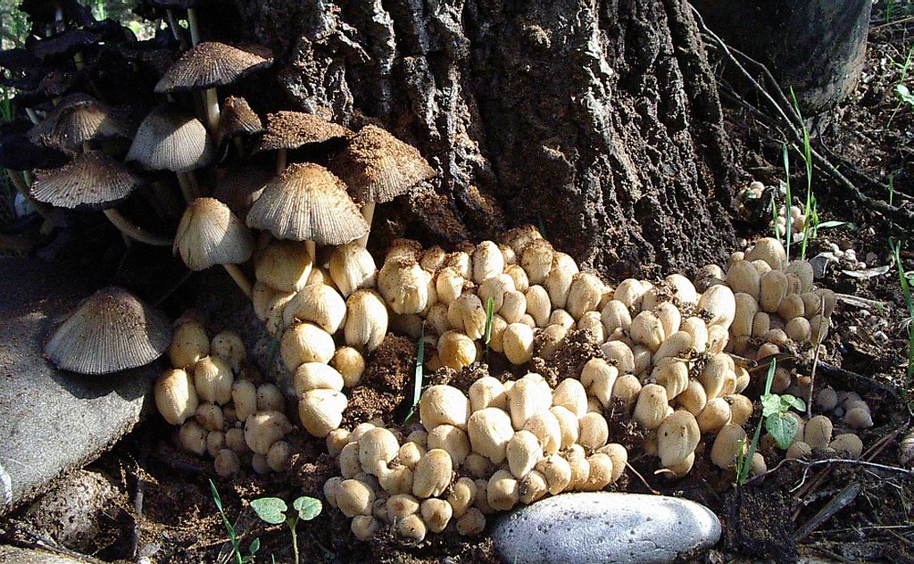 Coprinus micaceus?